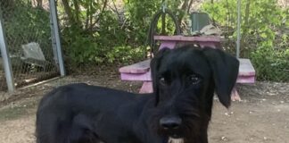 Pet of the Week: Meet Jeeves