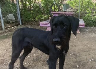 Pet of the Week: Meet Jeeves