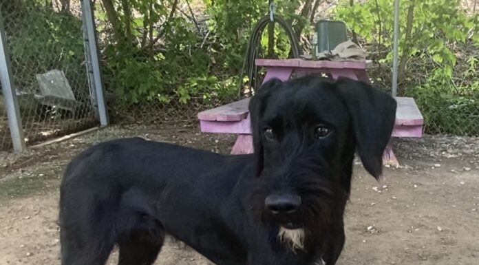 Pet of the Week: Meet Jeeves