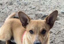 Pet of the Week: Keep up with Lil Zip!