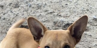 Pet of the Week: Keep up with Lil Zip!