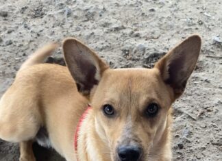 Pet of the Week: Keep up with Lil Zip!