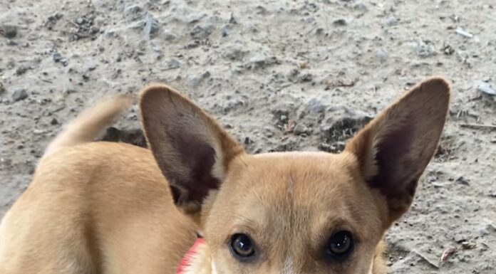 Pet of the Week: Keep up with Lil Zip!