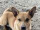 Pet of the Week: Keep up with Lil Zip!
