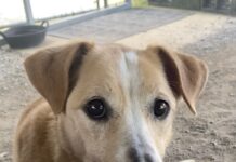 Pet of the Week: Lucy needs a home!