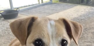 Pet of the Week: Lucy needs a home!