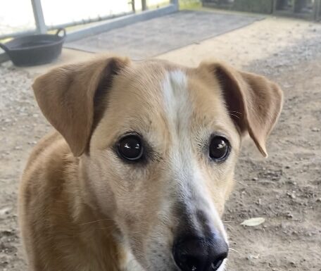 Pet of the Week: Lucy needs a home!