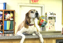 Get involved: Cullman County Animal Shelter