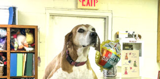 Get involved: Cullman County Animal Shelter