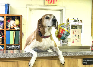 Get involved: Cullman County Animal Shelter