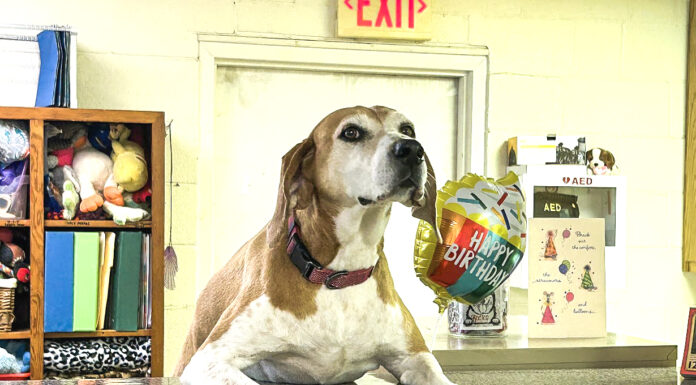 Get involved: Cullman County Animal Shelter