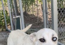 Pet of the Week: Say hello to Magpie