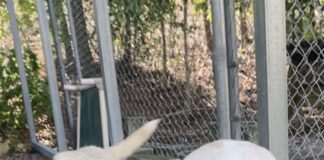 Pet of the Week: Say hello to Magpie