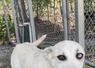 Pet of the Week: Say hello to Magpie