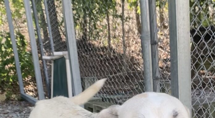 Pet of the Week: Say hello to Magpie