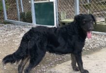 Pet of the Week: Meet the fancy, Southern Miss Nola