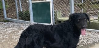 Pet of the Week: Meet the fancy, Southern Miss Nola