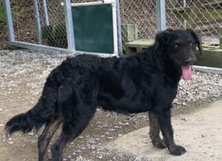 Pet of the Week: Meet the fancy, Southern Miss Nola