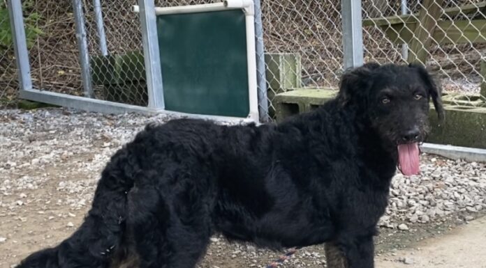 Pet of the Week: Meet the fancy, Southern Miss Nola