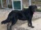 Pet of the Week: Meet the fancy, Southern Miss Nola
