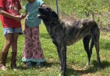 Pet of the Week: Meet Della, the gentle giant with a heart of gold