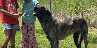 Pet of the Week: Meet Della, the gentle giant with a heart of gold