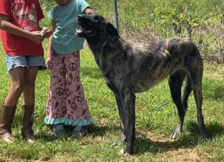 Pet of the Week: Meet Della, the gentle giant with a heart of gold