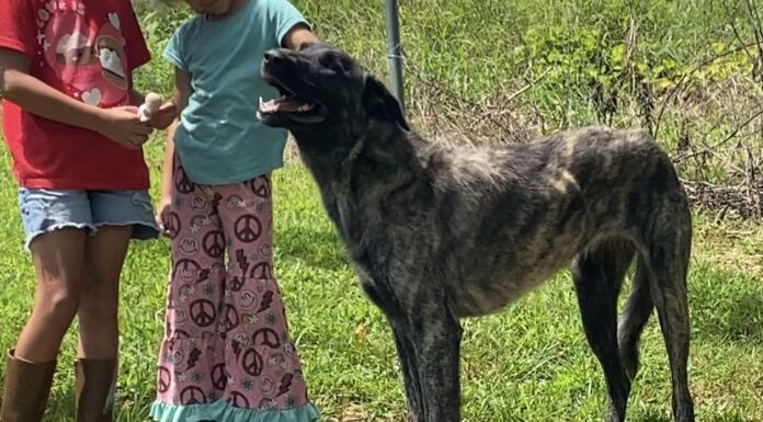 Pet of the Week: Meet Della, the gentle giant with a heart of gold