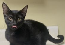 Pet of the Week: Meet Evie, a pint-sized bundle of purrfection