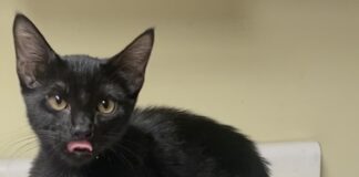 Pet of the Week: Meet Evie, a pint-sized bundle of purrfection