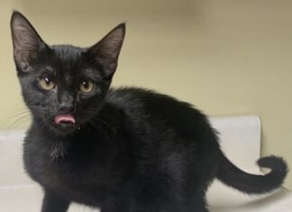 Pet of the Week: Meet Evie, a pint-sized bundle of purrfection