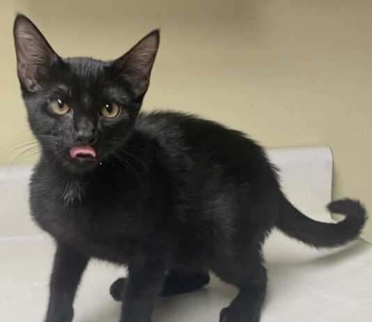 Pet of the Week: Meet Evie, a pint-sized bundle of purrfection