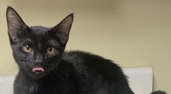 Pet of the Week: Meet Evie, a pint-sized bundle of purrfection