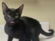Pet of the Week: Meet Evie, a pint-sized bundle of purrfection