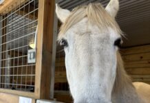 Hope Horses hosting inaugural ‘Grow Hope’ dinner July 24 to fund expansion