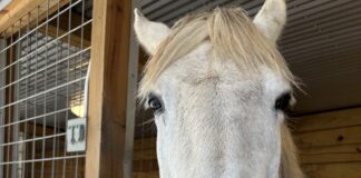 Hope Horses hosting inaugural ‘Grow Hope’ dinner July 24 to fund expansion