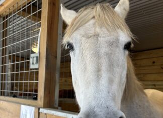 Hope Horses hosting inaugural ‘Grow Hope’ dinner July 24 to fund expansion
