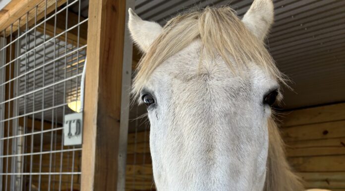 Hope Horses hosting inaugural ‘Grow Hope’ dinner July 24 to fund expansion