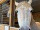 Hope Horses hosting inaugural ‘Grow Hope’ dinner July 24 to fund expansion