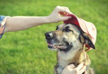 Summer safety tips for pets