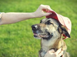 Summer safety tips for pets