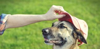 Summer safety tips for pets