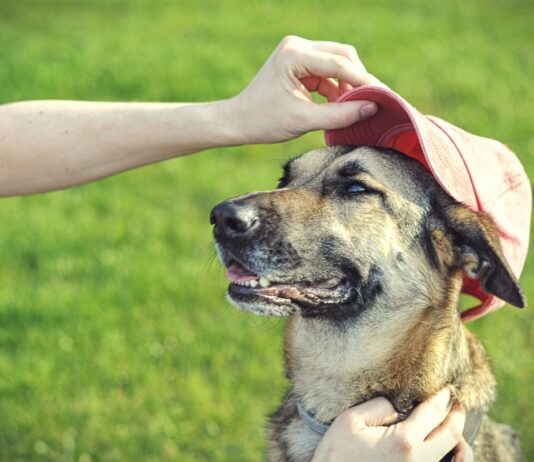 Summer safety tips for pets