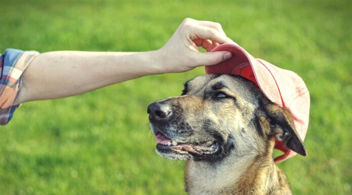 Summer safety tips for pets