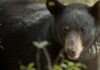 What to know about Alabama black bears