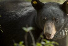 What to know about Alabama black bears