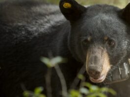 What to know about Alabama black bears