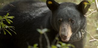 What to know about Alabama black bears