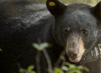 What to know about Alabama black bears