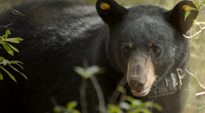 What to know about Alabama black bears